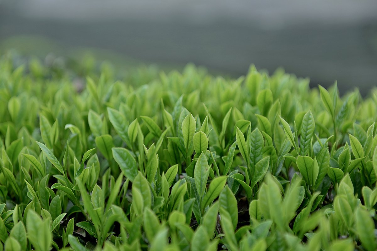 深圳品牌設(shè)計  深圳品牌策劃  茶查理茶業(yè)品牌形象設(shè)計  場景拍攝